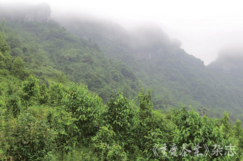 金佛山大树茶基地重庆茶文化网:当前,南川大树茶产业方兴未艾,生产