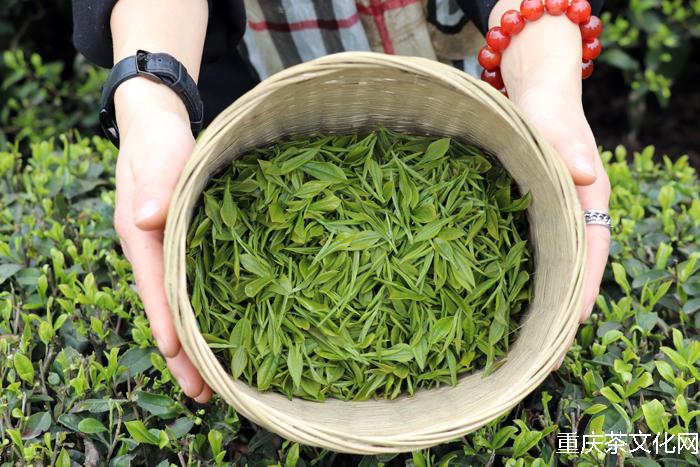 重庆茶文化网 摄