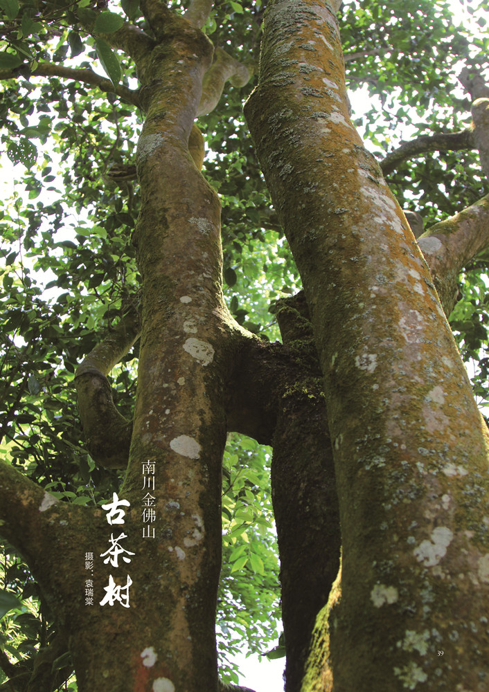 南川古茶树 重庆茶文化网