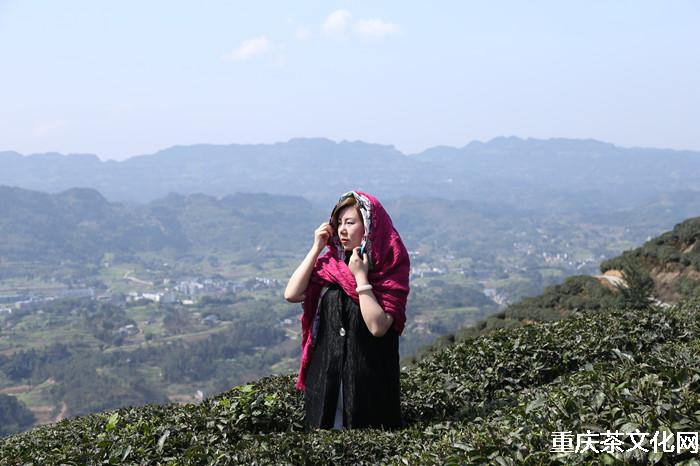 江津猫山茶学游图集