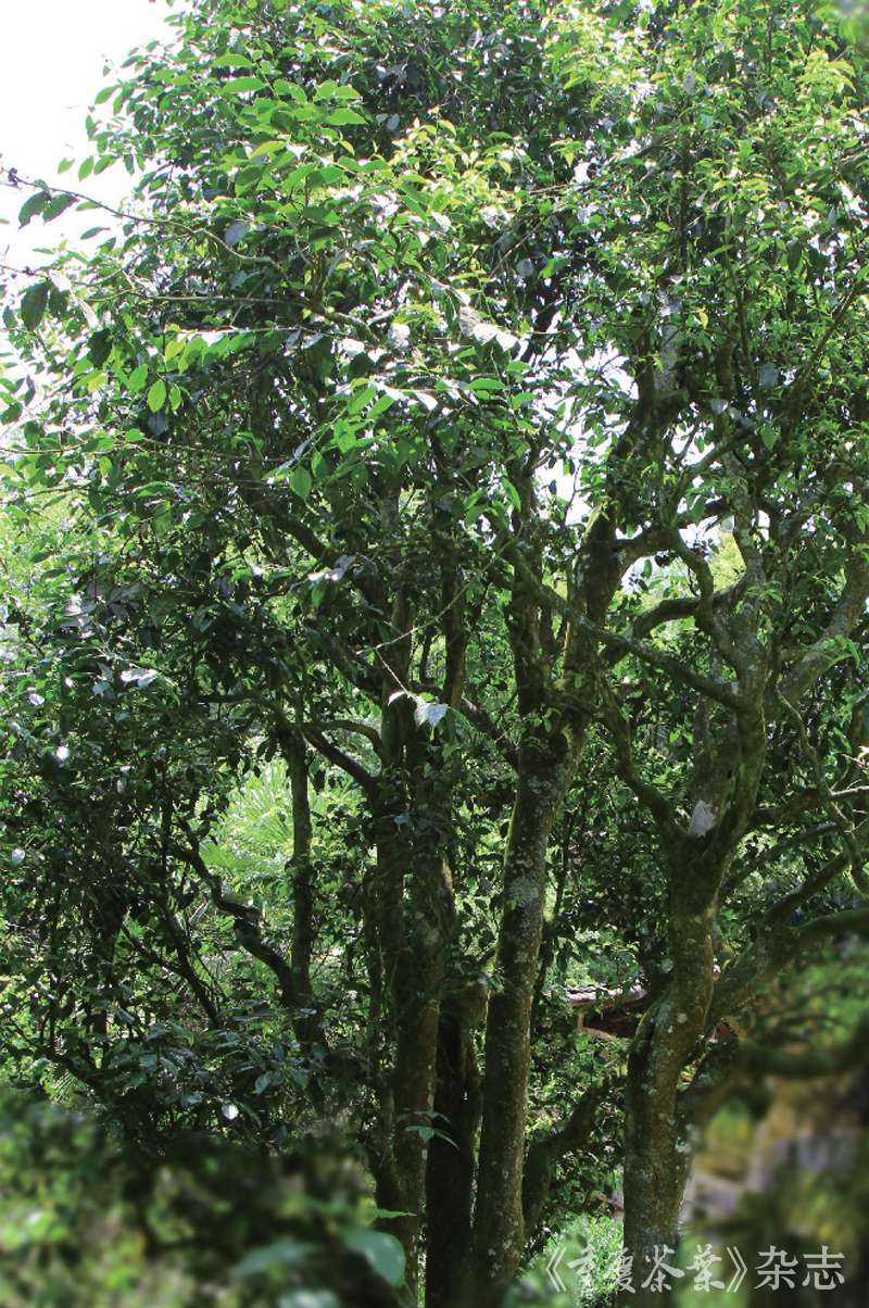 南川:合理利用大树茶资源,提高"南川大树茶"品牌知名度 重庆茶文化